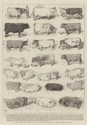The Cattle Show at Islington, Some of the Prize-Winners